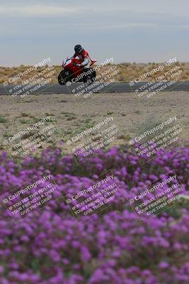 media/Jan-14-2023-SoCal Trackdays (Sat) [[497694156f]]/Turn 14 Exit Bloomig (145pm)/